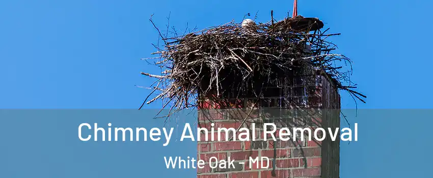  Chimney Animal Removal White Oak - MD